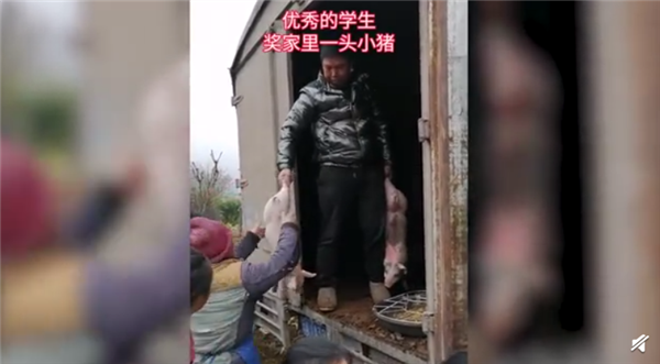 乡村小学奖励优生每人一头小猪 这奖励太实在了！