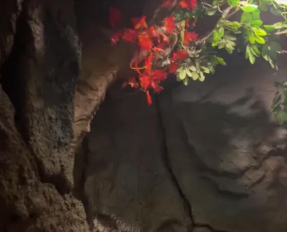 BGM响起来了！男子隔离被安排到花果山主题酒店 网友：就差个裘皮裙了！ 