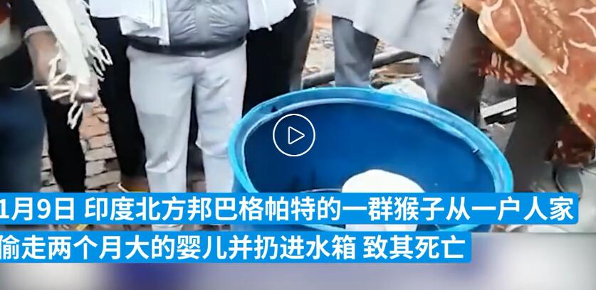 悲剧！印度婴儿遭野猴扔进水箱死亡 一条鲜活生命就这么没了