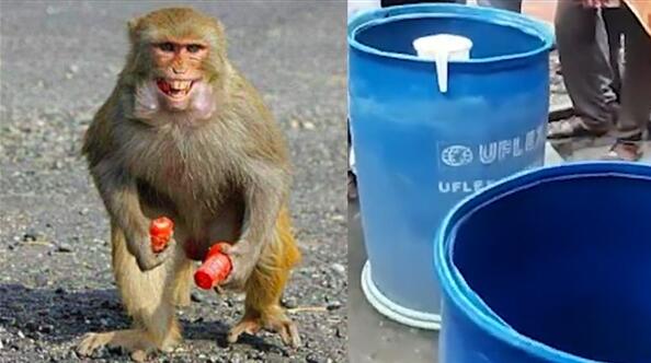 可怕！印度婴儿遭野猴扔进水箱死亡 曾摔死狗抓走8岁孩子