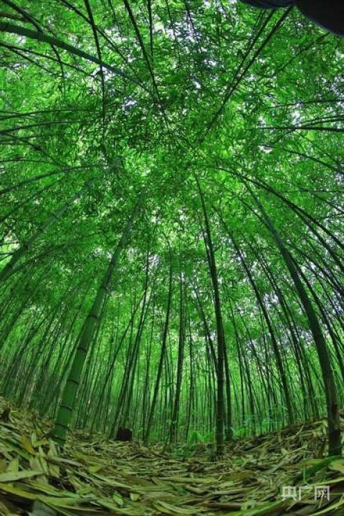 【开局十四五】贵州：大数据赋能大生态“智慧芯” 中国天眼守望“黔”景无限