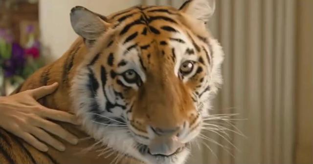 同情！GUCCI用真老虎拍广告引争议 为什么不用假老虎？