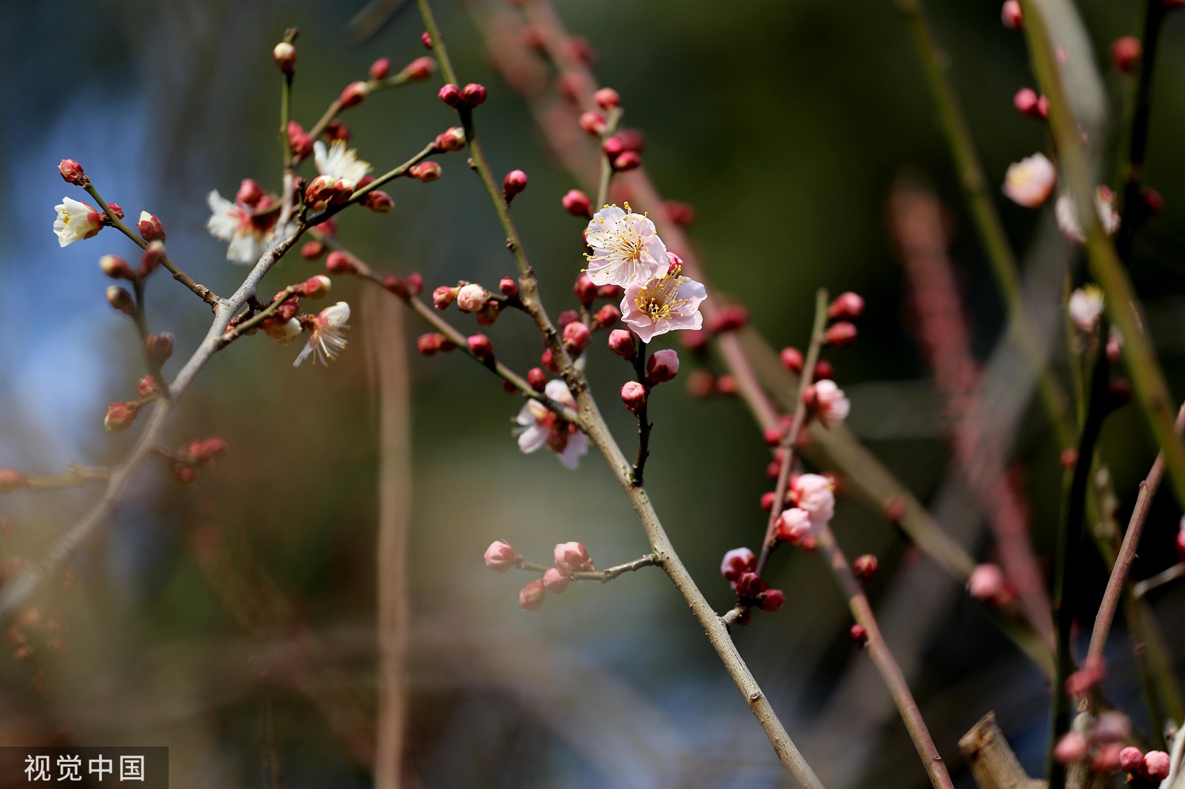 20日10时39分“大寒”：岁末大寒至，静候春归来