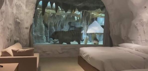 震惊！江苏一酒店惊现虎景房 官方回应说了什么？具体啥情况？