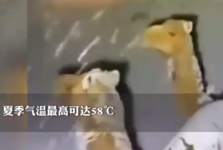 撒哈拉沙漠下雪 骆驼卧沙丘上看雪 夏季气温最高可达58℃