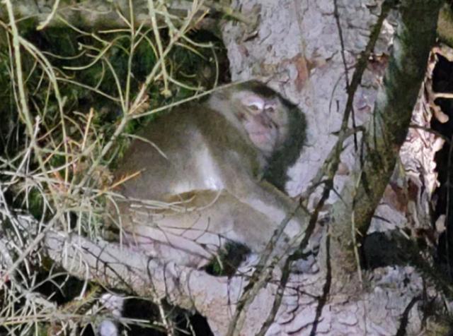 诡异!美国女子接触逃跑的实验猴子后生病 出现红眼、流涕等症状