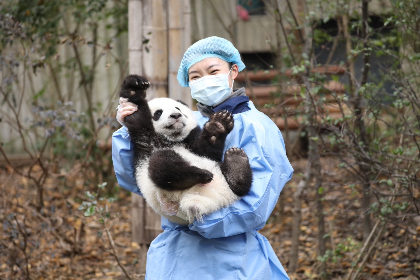 新春走基层丨成都大熊猫繁育研究基地：新春“打卡”大熊猫