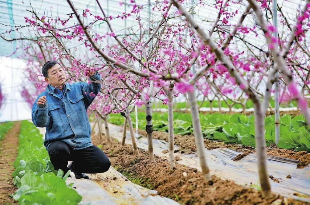 【网络中国节·春节】新年忙春 春意盎然