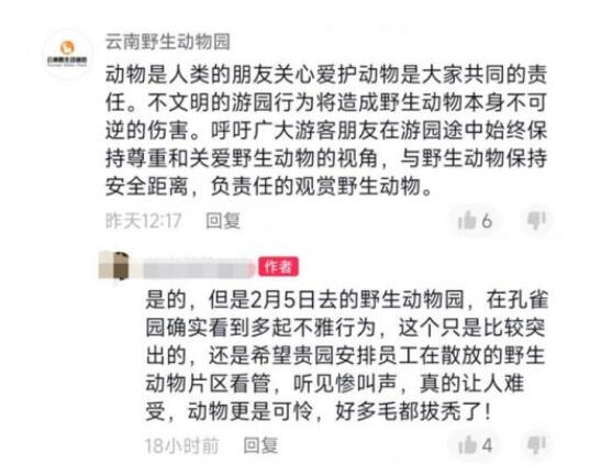 游客动物园内追逐孔雀拔毛 云南野生动物园证实了此事