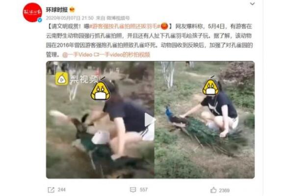 游客动物园内追逐孔雀拔毛 云南野生动物园证实了此事