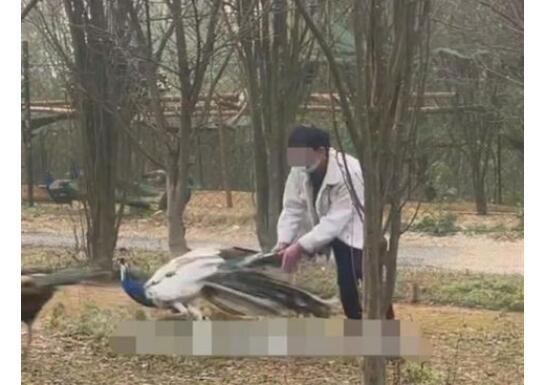 游客动物园内追逐孔雀拔毛 云南野生动物园证实了此事