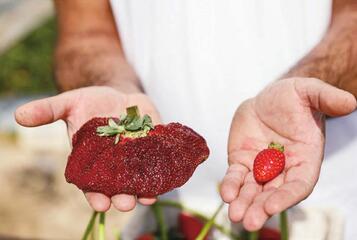 289克！以色列收获世界最重草莓