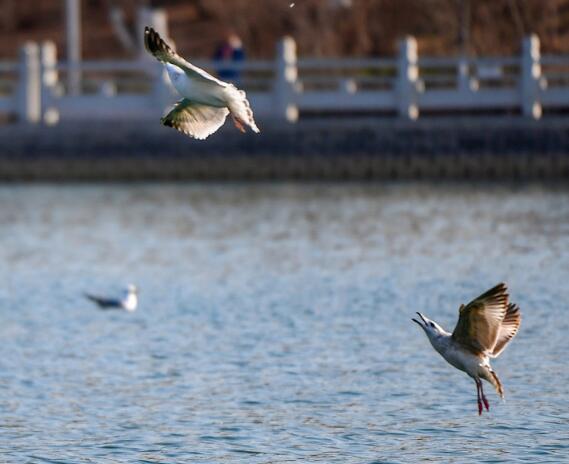 Seagulls Flying Over Fenghuang Lake