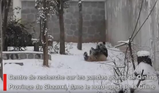 La neige fait la joie d'un panda dans une base du Shaanxi