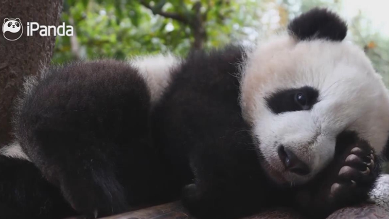 Panda-Baby: Warum fällt mir das Aufstehen so schwer?