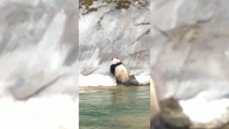 Wilder Riesenpanda schwimmt durch Fluss in Chinas Shaanxi