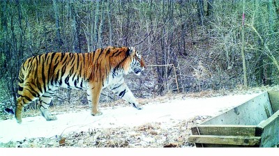 王者归来，中国野生虎的研究和保护经历了什么？
