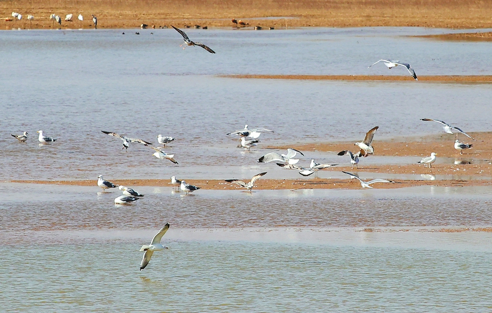 Flocks of Birds Flying by Reservoir.