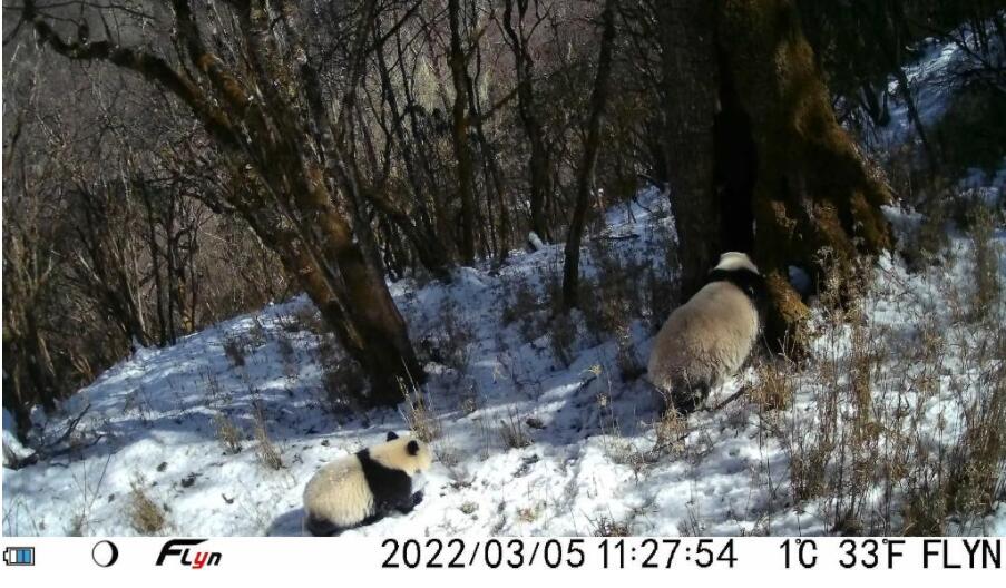 大熊猫国家公园拍摄到大熊猫母子珍贵画面