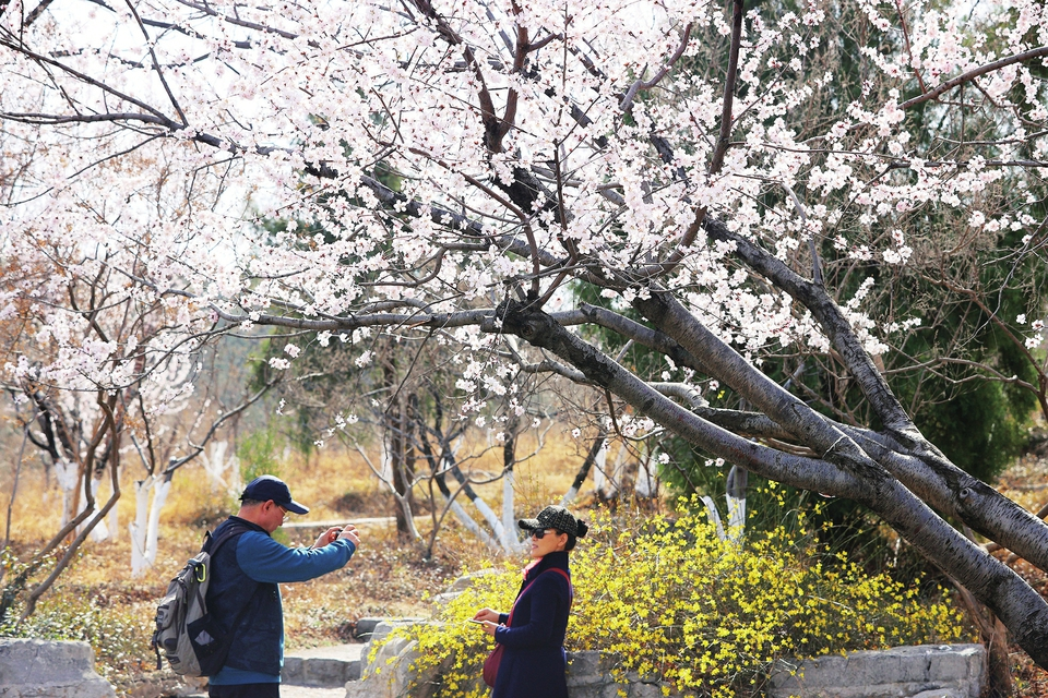 Blooming Peach Blossoms Unfold Spring Picture Scroll in Ji’nan.