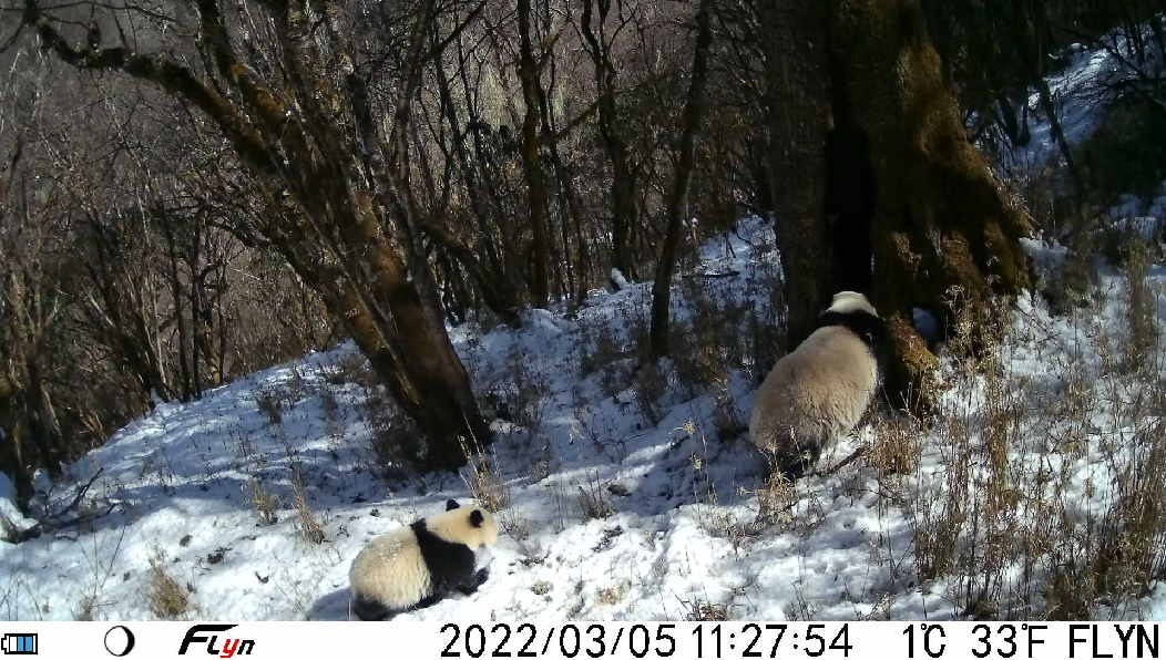 Мать и детеныш дикой большой панды замечены на юго-западе Китая