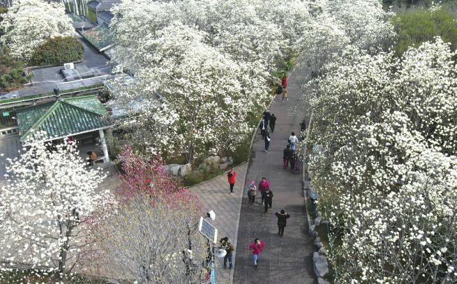 Largest Area of Magnolia Flowers of Ji’nan Blooming