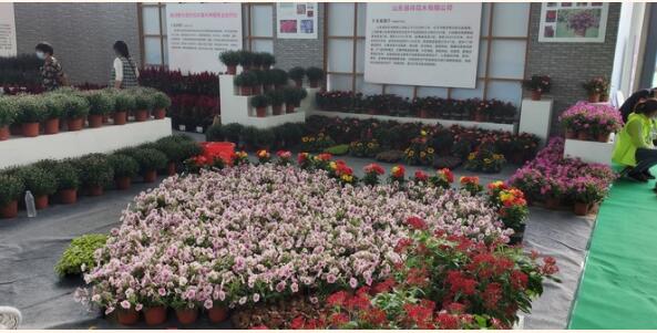 易祥花木首次亮相花博会，经十路的网红郁金香就出自他们之手