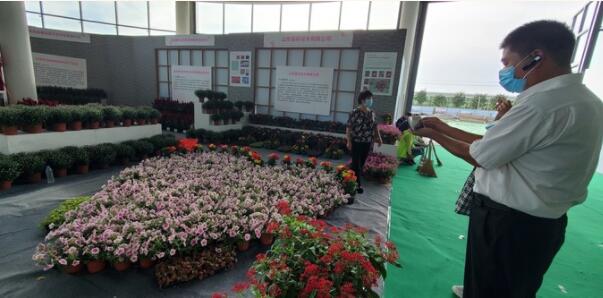 易祥花木首次亮相花博会，经十路的网红郁金香就出自他们之手