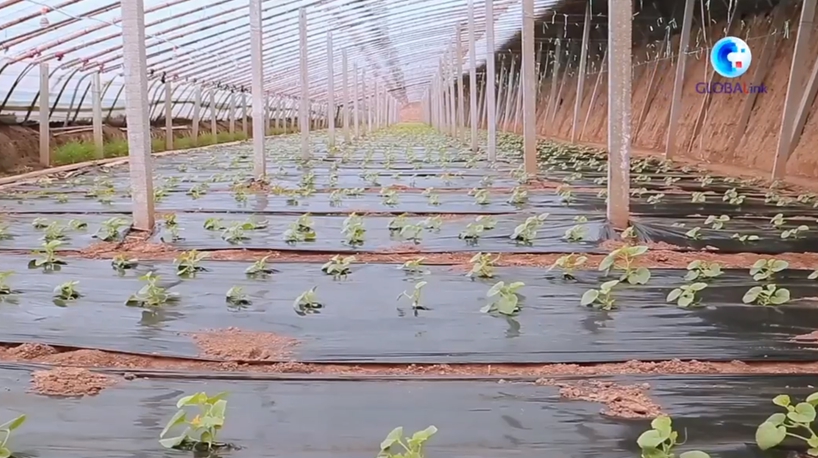 GLOBALink | Clean energy helps greenhouse vegetable farming go zero-carbon in N China
