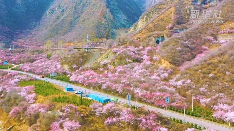 Весеннее цветение персика в уезде Чунсинь провинции Ганьсу