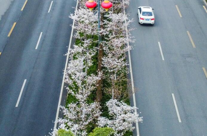 На улицах цветы вишни ожидали самое лучшее время