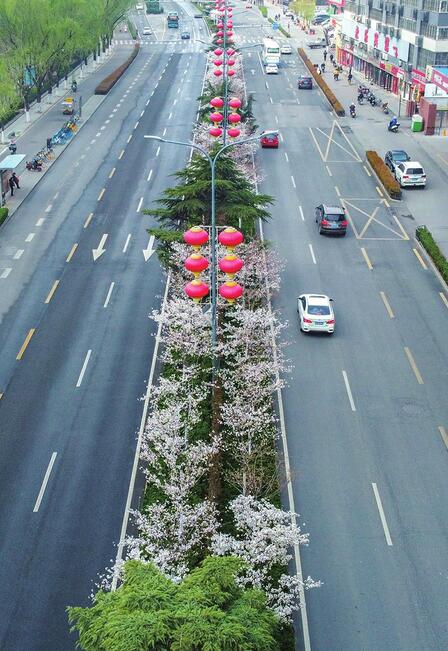 “樱花大道”迎来最美时光