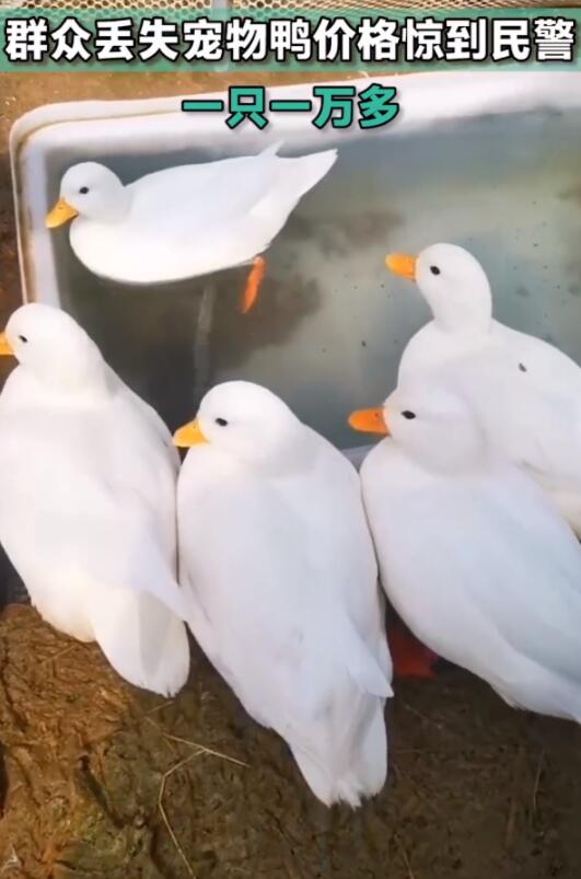 男子丢失2只宠物鸭报警 价格惊到民警
