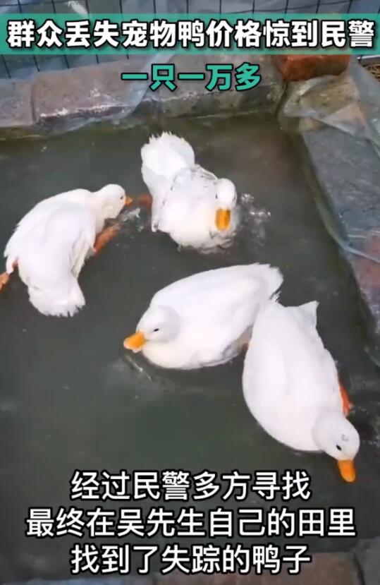 男子丢失2只宠物鸭报警 价格惊到民警