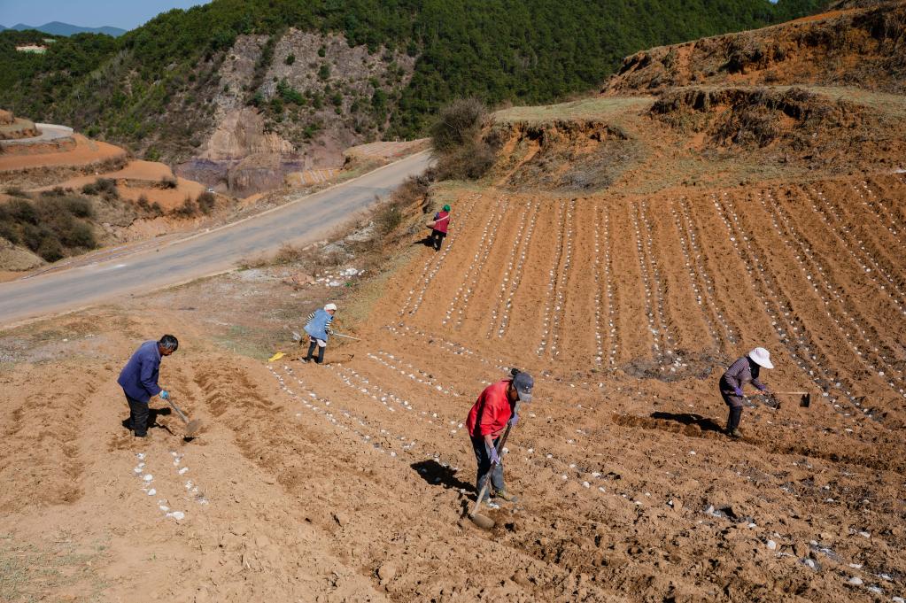 一年之计在于春丨乌蒙山区春耕新景：马铃薯基地来了位“科学家”