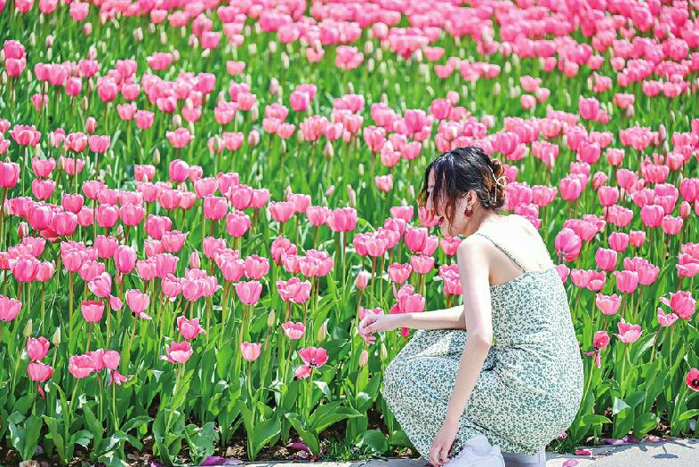 В праздник Цинмин тюльпан привлекал широкое внимание
