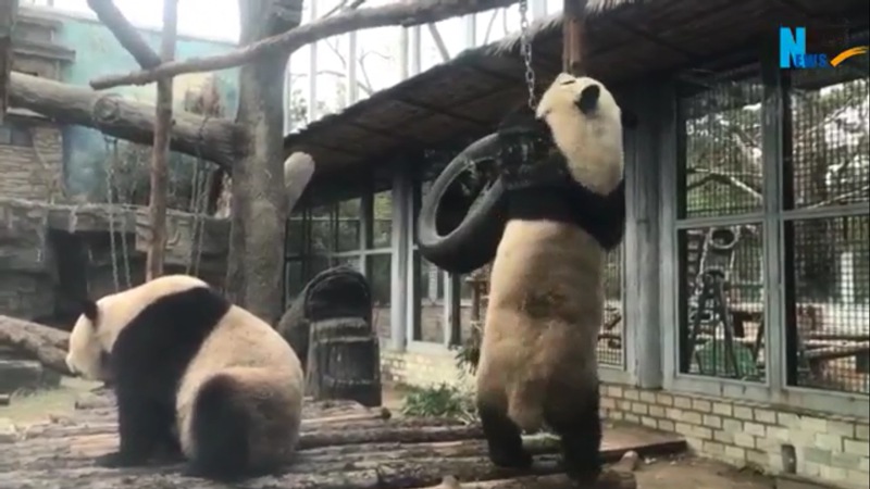 Riesenpanda klettert nach oben