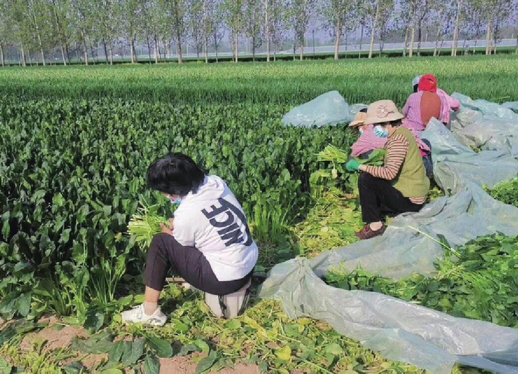 山东人真棒！菏泽菜农捐赠80吨菠菜