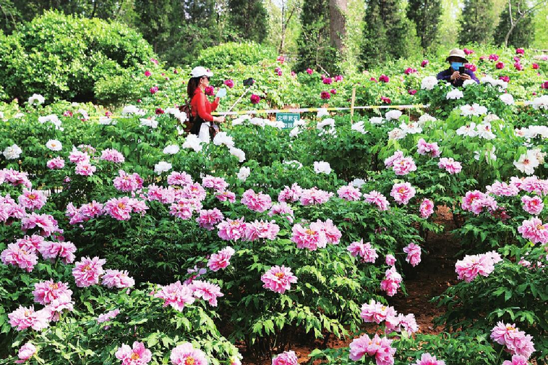 牡丹绽放花满园国色天香醉泉城