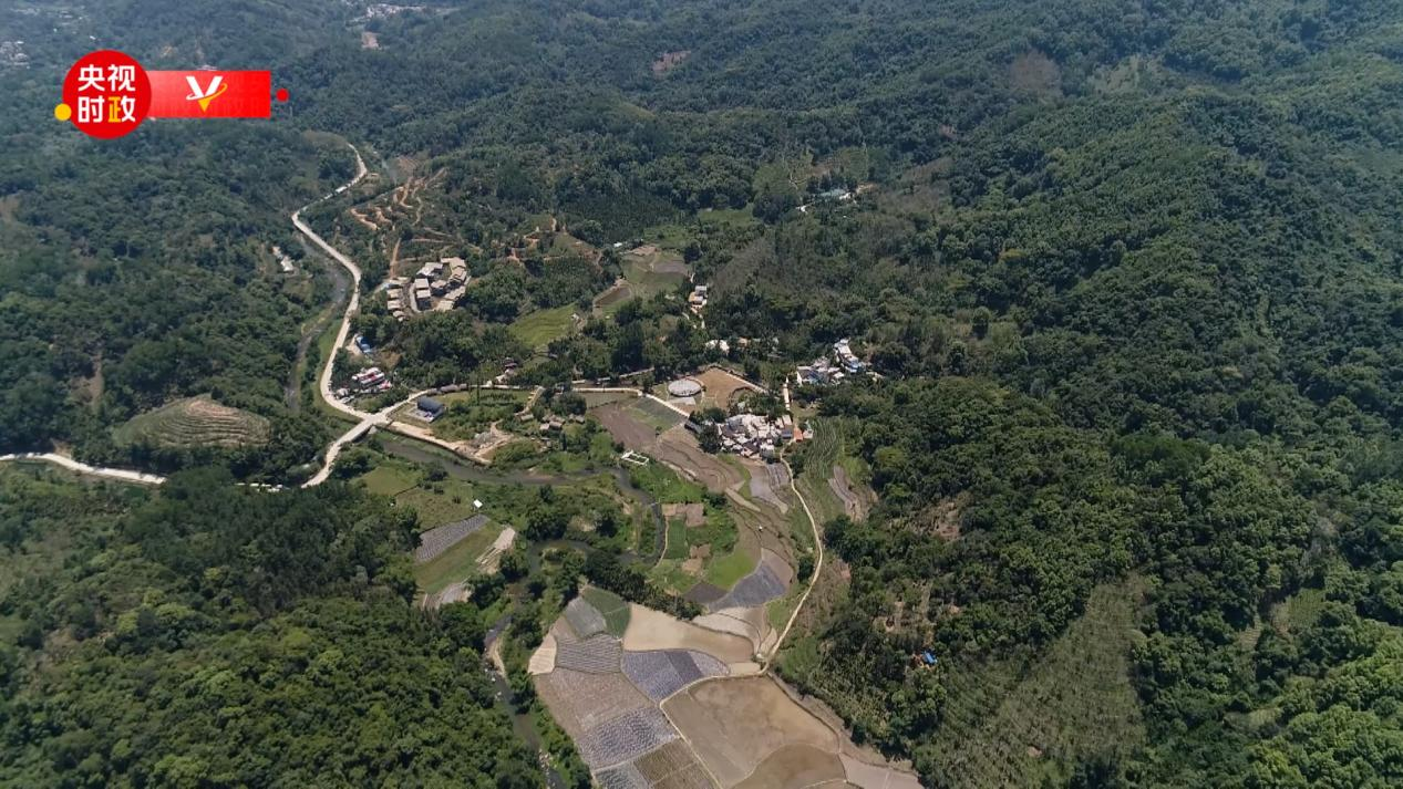 时政现场评丨跟随总书记的脚步 体会黎族小村寨里的“国之大者”