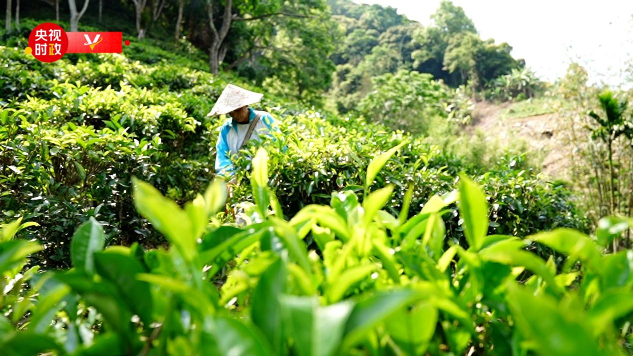 时政现场评丨跟随总书记的脚步 体会黎族小村寨里的“国之大者”