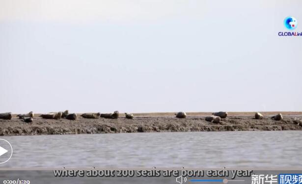 Ларги обитают под тщательной защитой в Ляодунском заливе на северо-востоке Китая