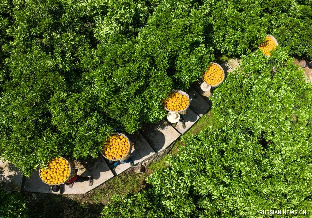 Фермеры собирают урожай апельсинов в уезде Цзыгуй