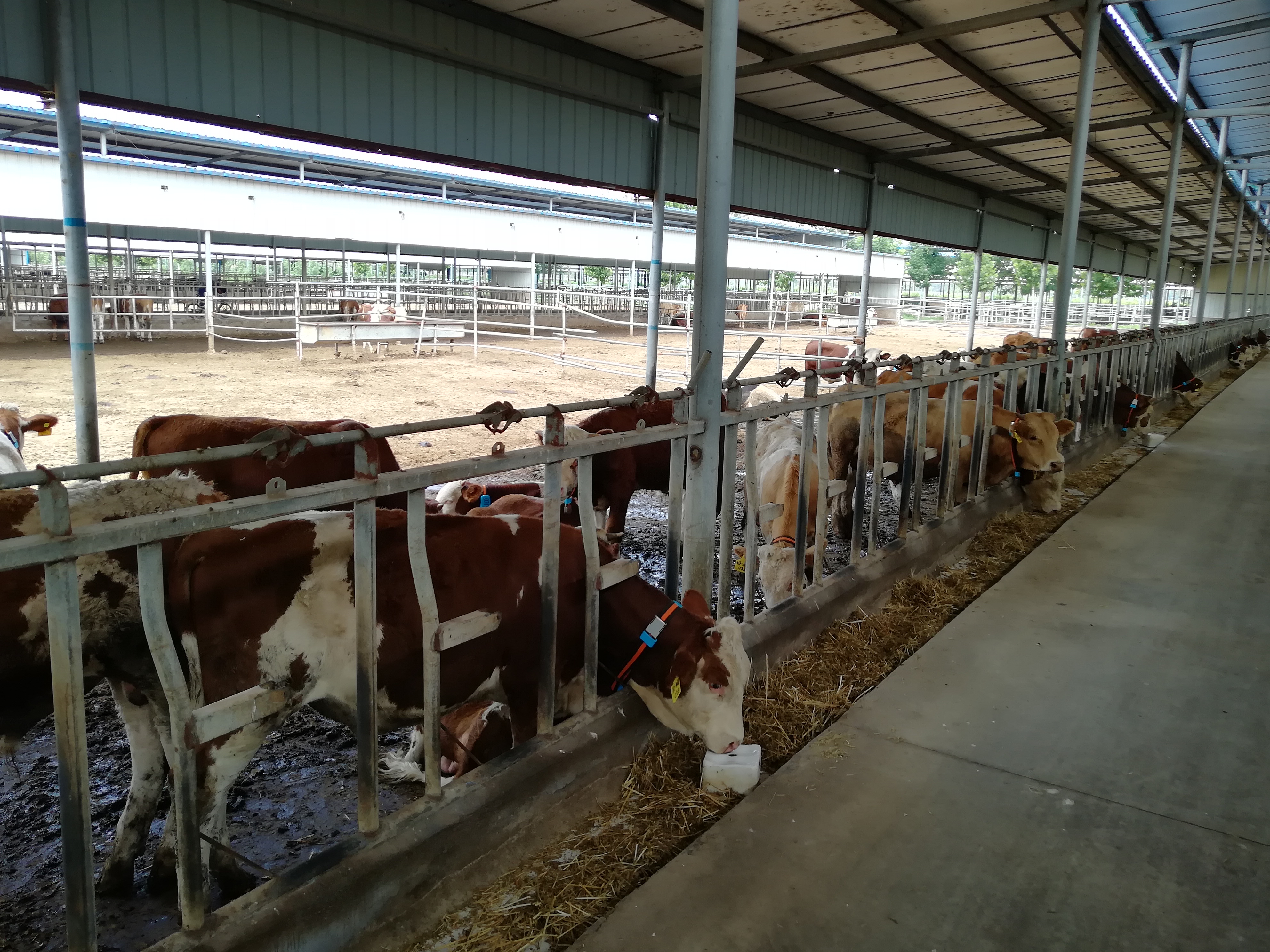 “数字牛”助力数字乡村建设