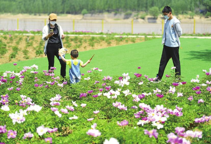 Sea of Peony Flowers Embellishes Yellow River Bank