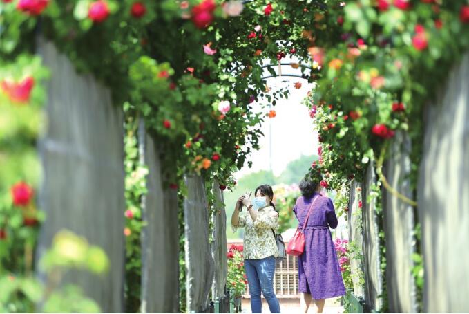 В городе Цюаньчэн цветки пышко расцветались