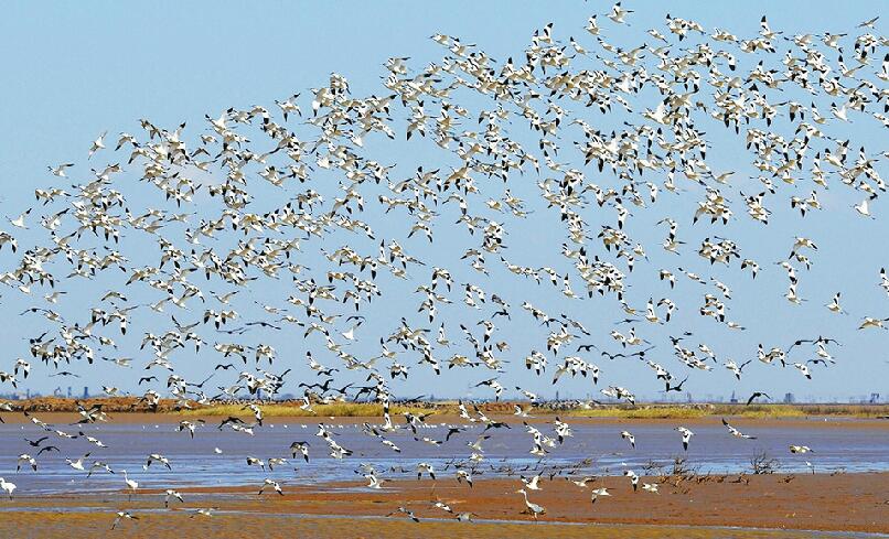 小清河济南段再现中华鳑鲏种群 有历史统计数据以来，时隔60多年再次发现这一鱼种