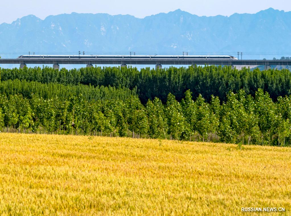 Сезон сбора урожая пшеницы в Китае
