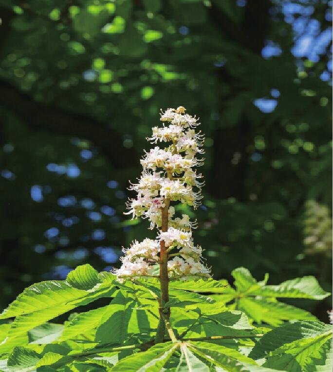 又见栗花开