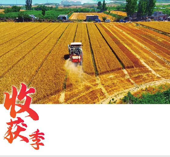 “耕种防收”全程机械化800亩地预计收获65万斤 一个村的麦收样本